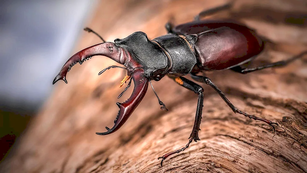 Stag Beetle Lucanus Cervus