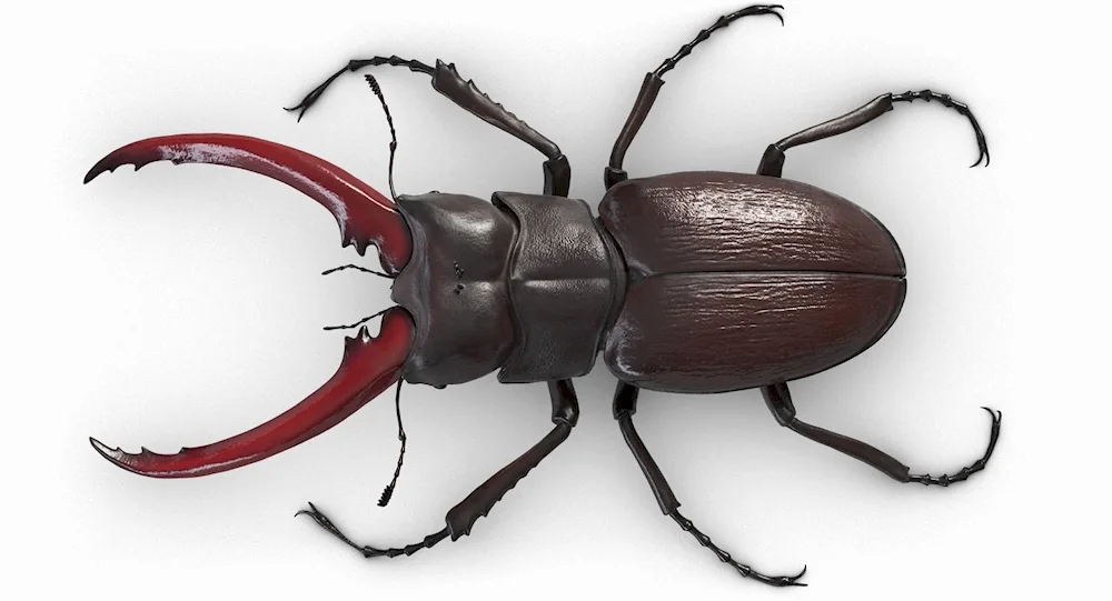 Beetle deer Lucanus Cervus