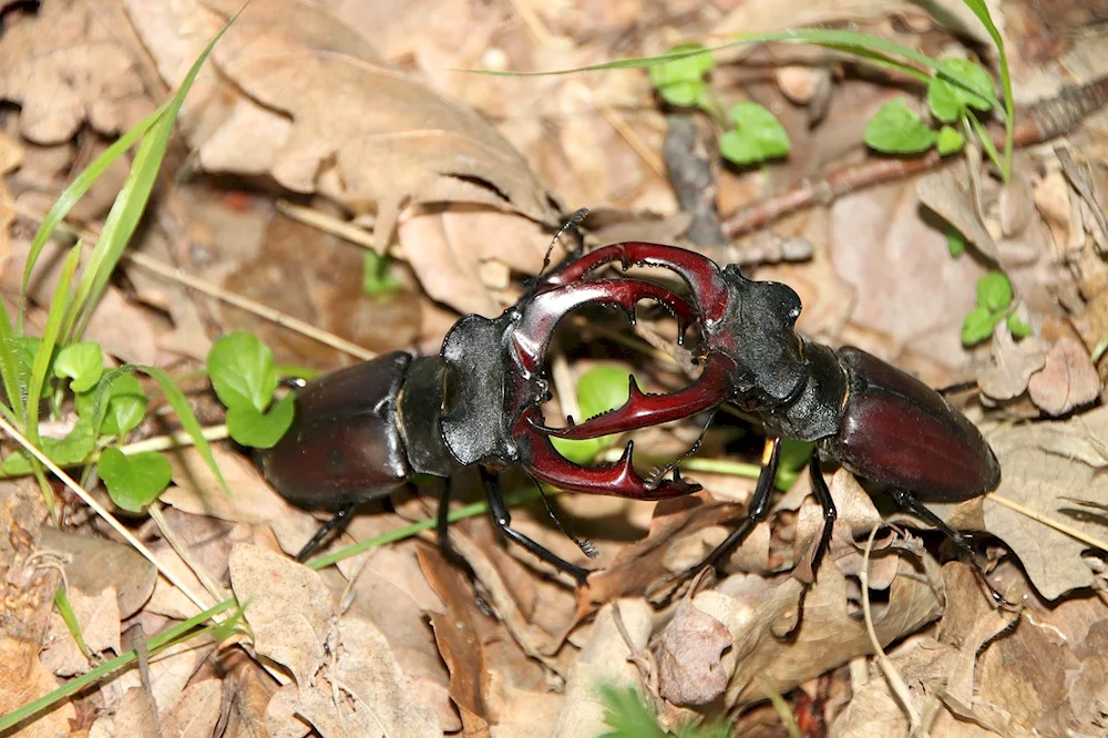 Beetle deer. Deer Lucanus Cervus