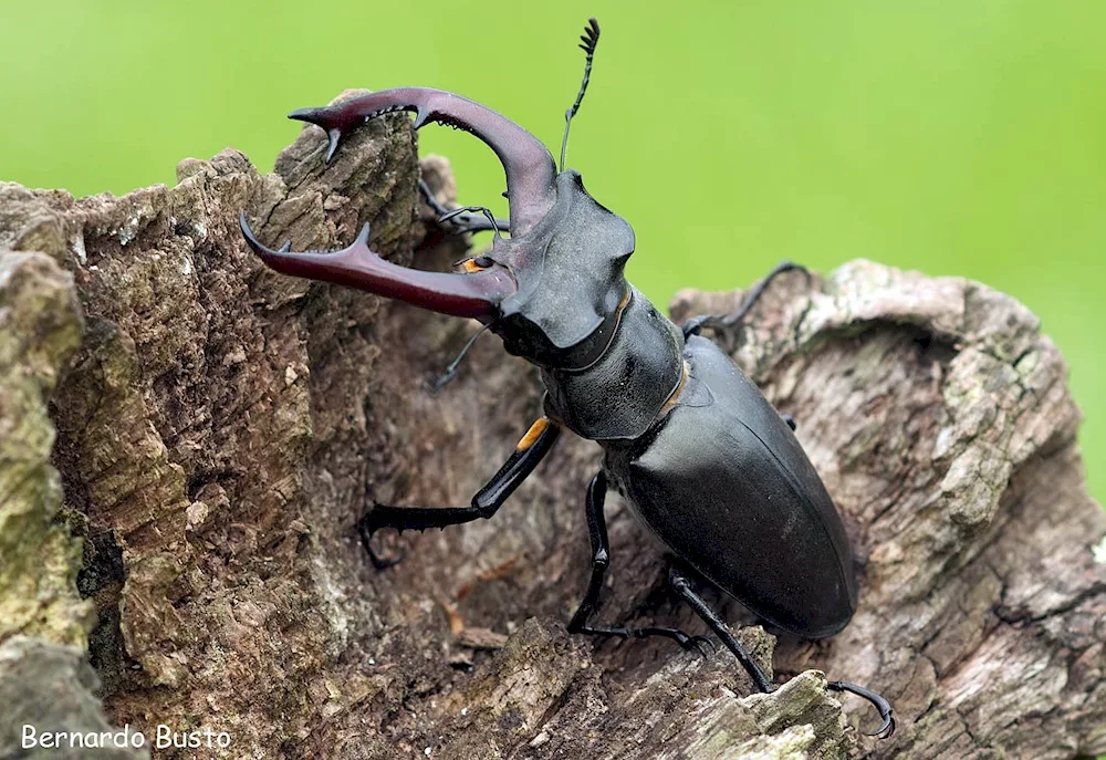 Rhinoceros beetle