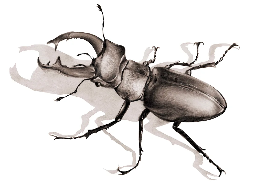 Rhinoceros beetle black