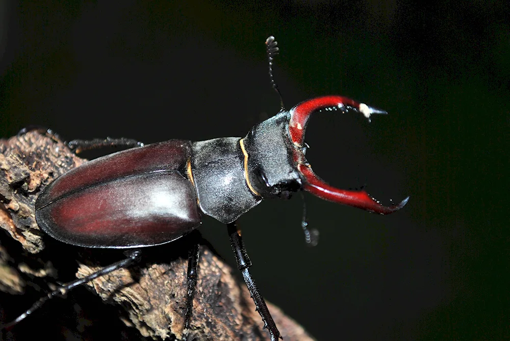 The Horned Beetle Lucanus Cervus