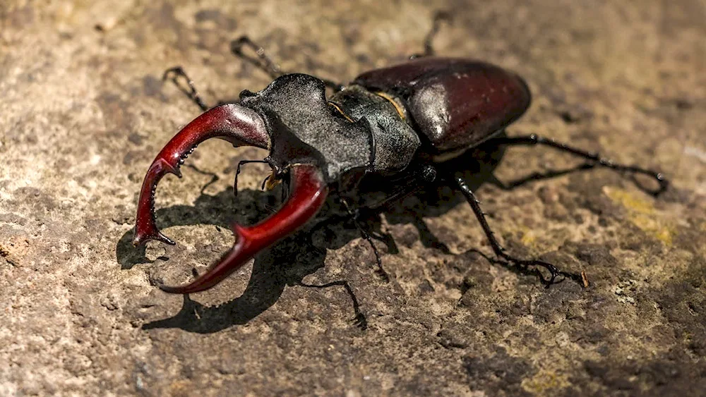 Deer Lucanus Cervus