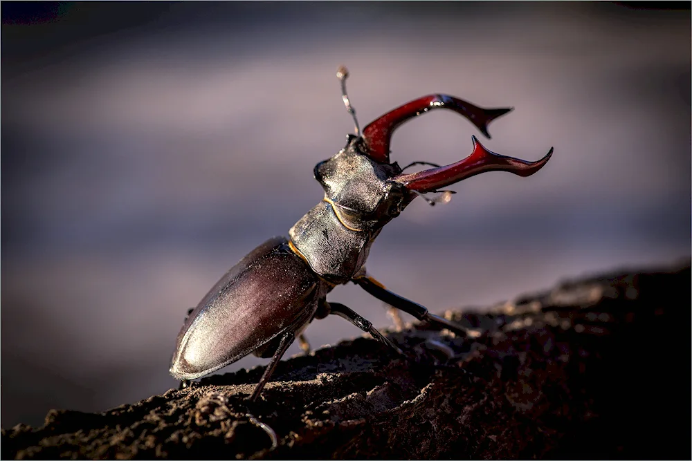 Deer Lucanus Cervus