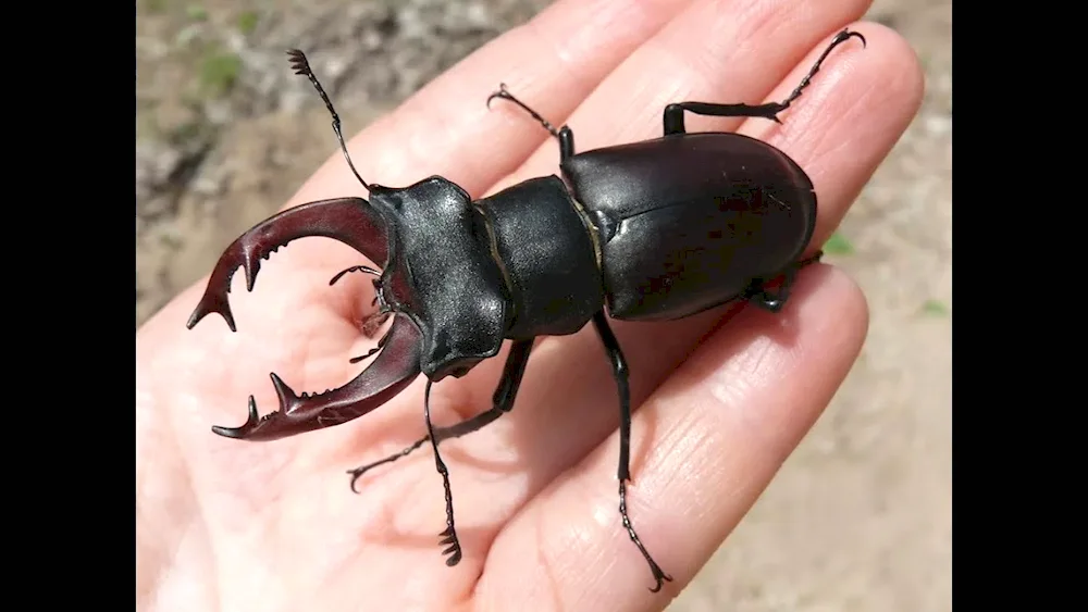 Deer Lucanus Cervus