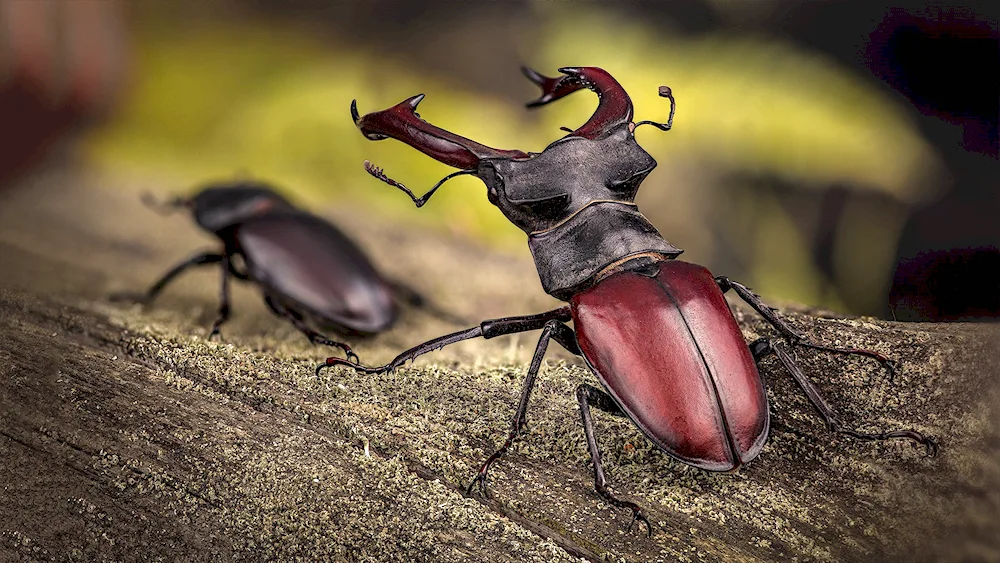 Beetle deer Lucanus Cervus