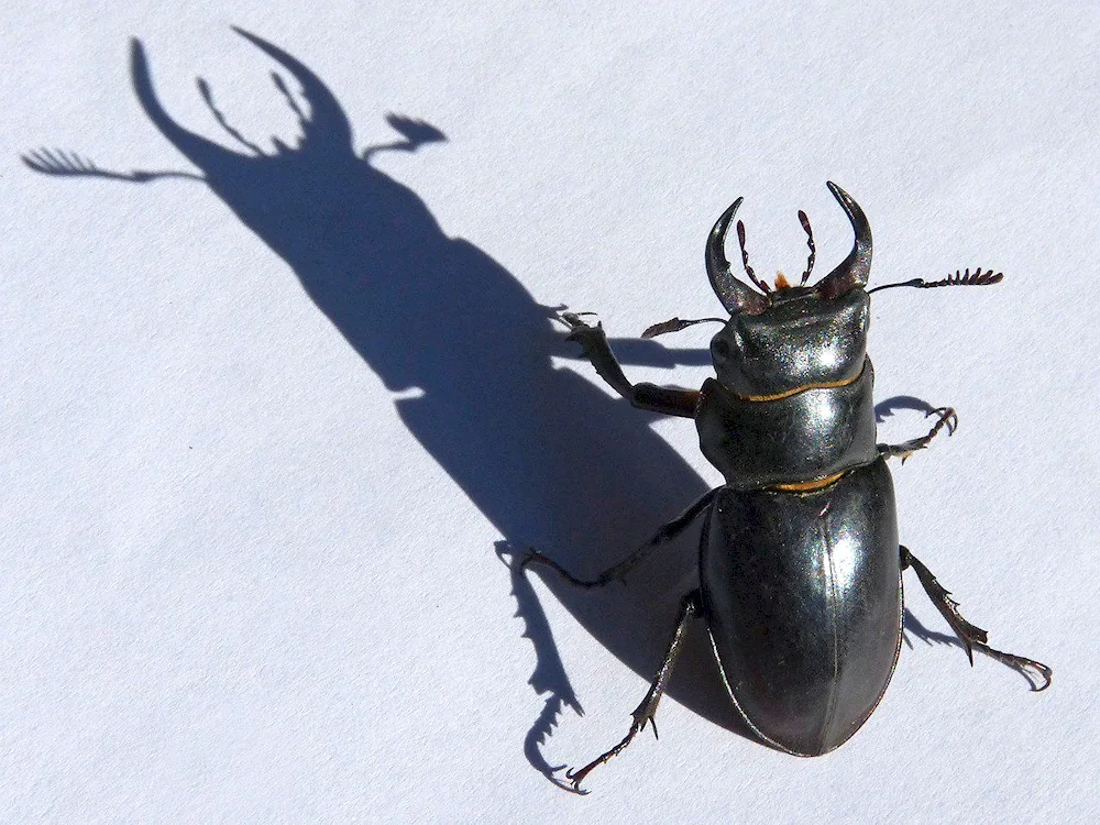 Beetle deer Lucanus Cervus