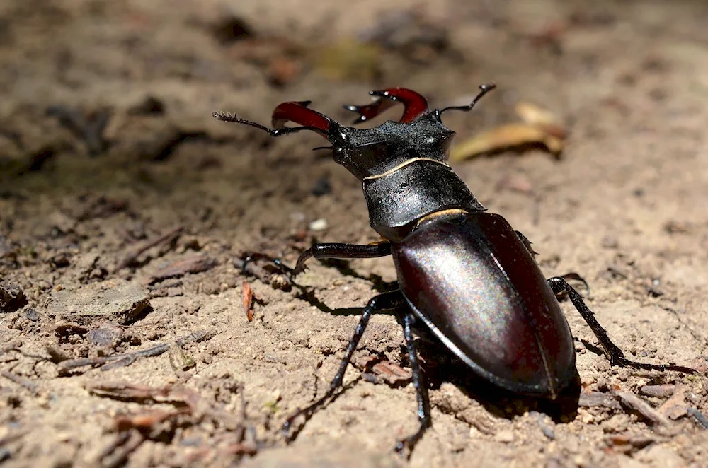 Beetle deer Lucanus Cervus