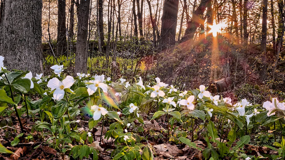 Zhuravinka Forest flowers