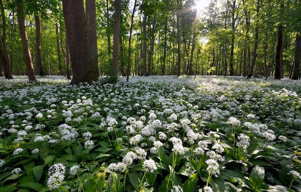 Spring and snowdrops