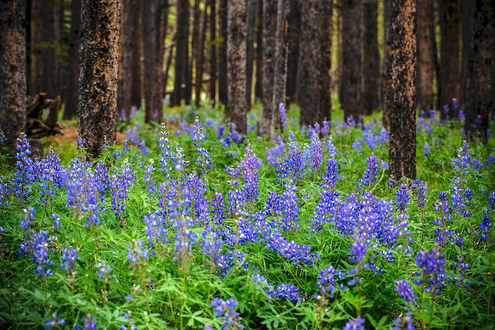 Zhuravinka Forest flowers