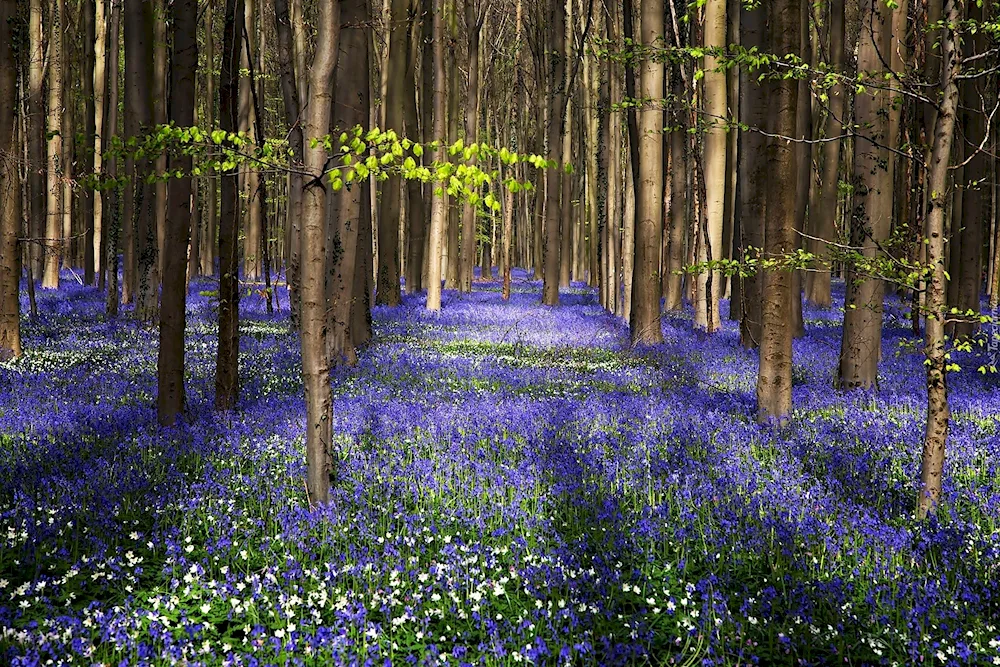 Zhuravinka Woodland flowers