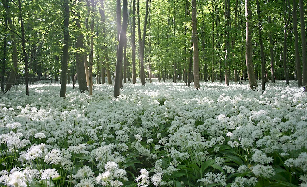 Juravinka Forest flowers