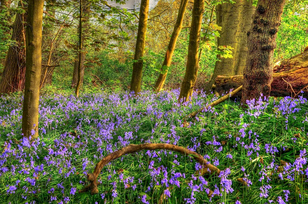 Flowering Cranesbill Forest flowers