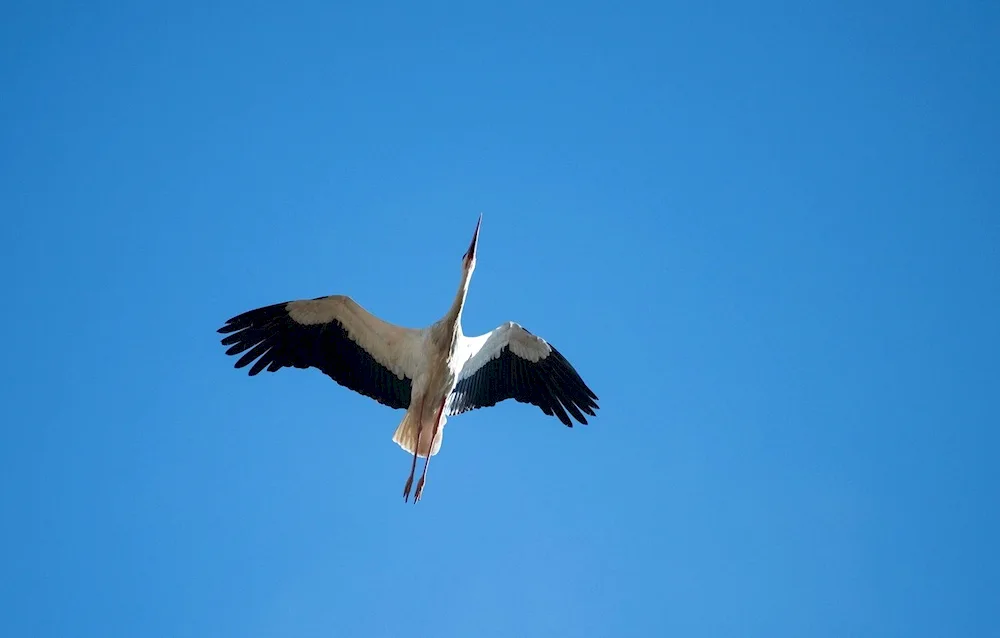 Flying storks series