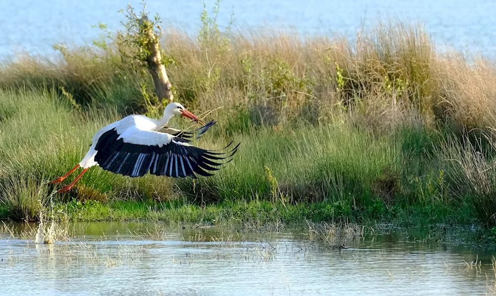 Scenery with stork