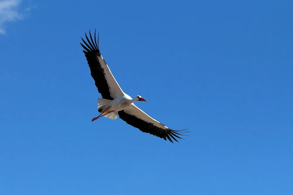 White Stork Belarus