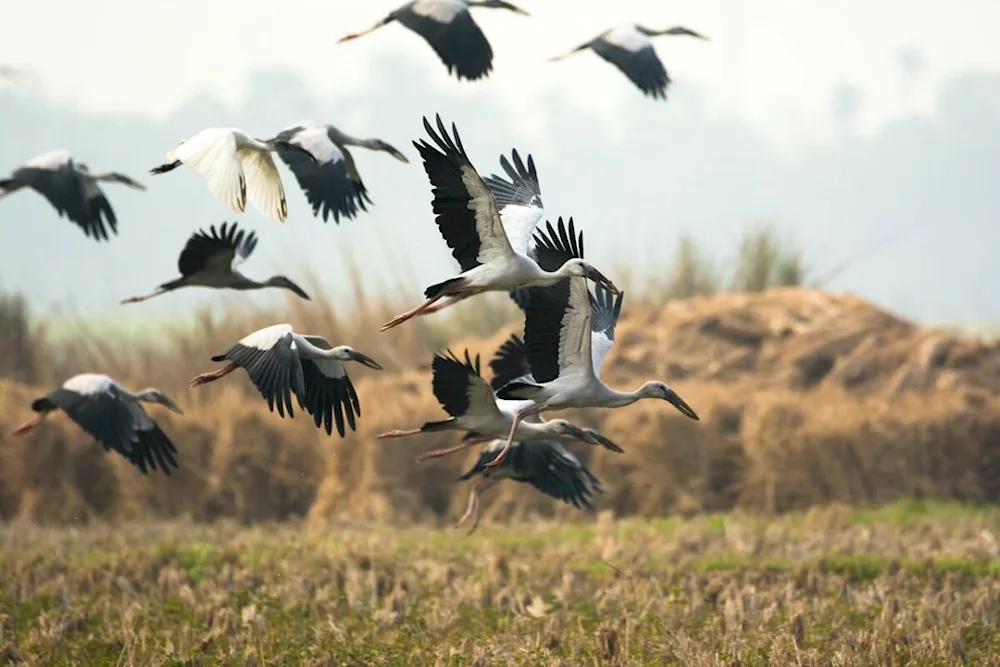 Stork in the field Peremsky