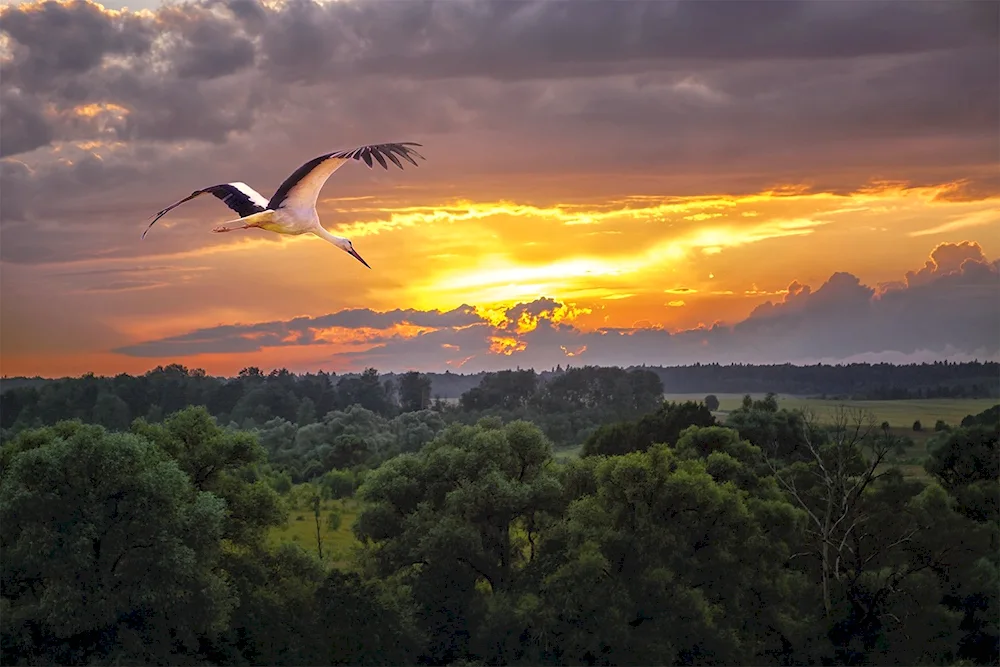 Stork in the sky