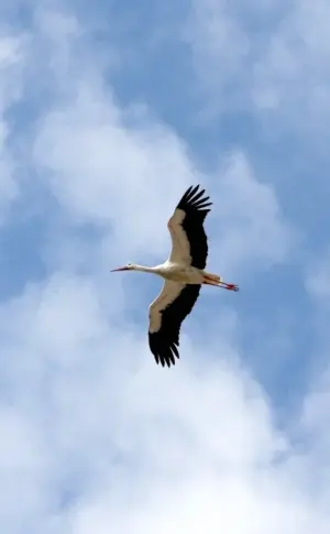 Crane in the sky