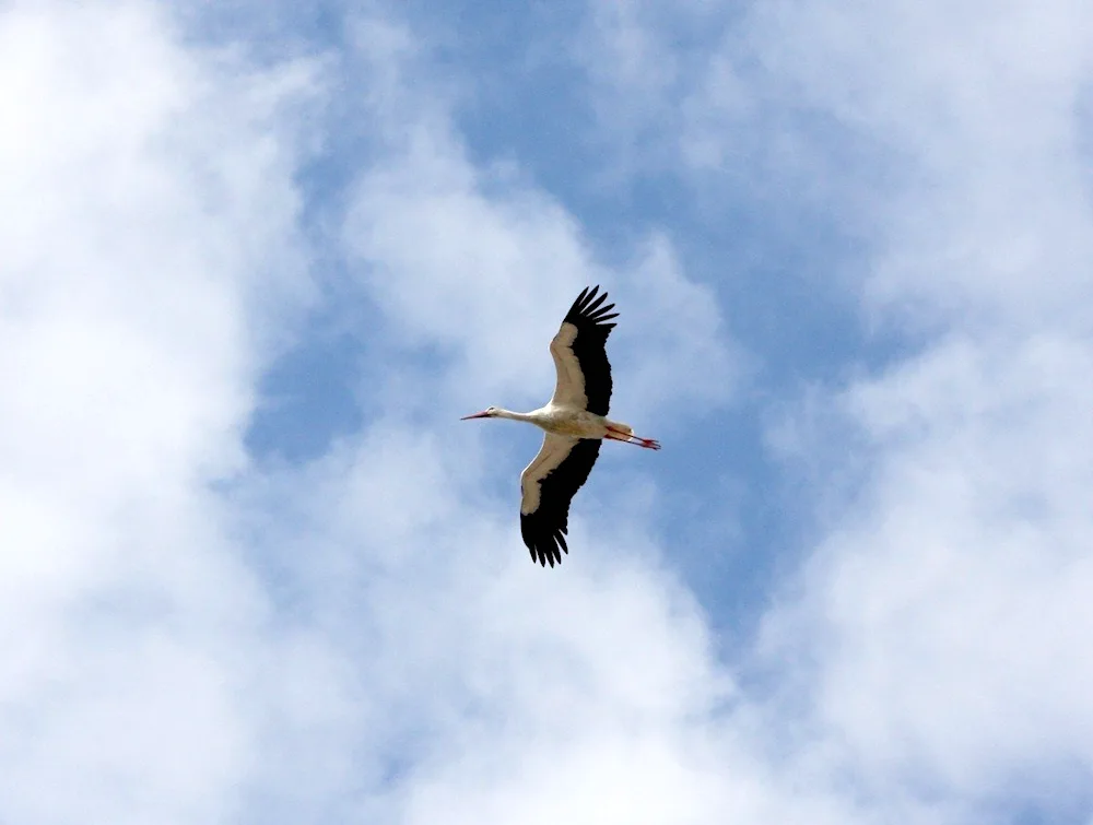 Crane in the sky