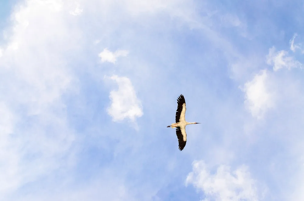 White stork