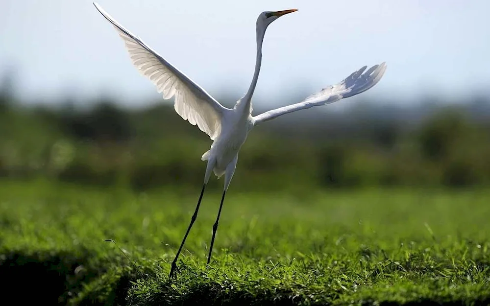 The Crane flying in the sky