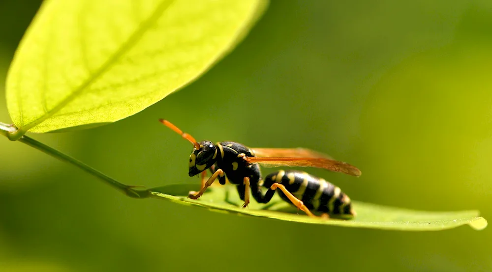 Baby wasp