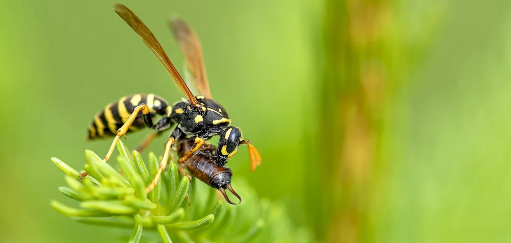 Short-eared moustache beetle