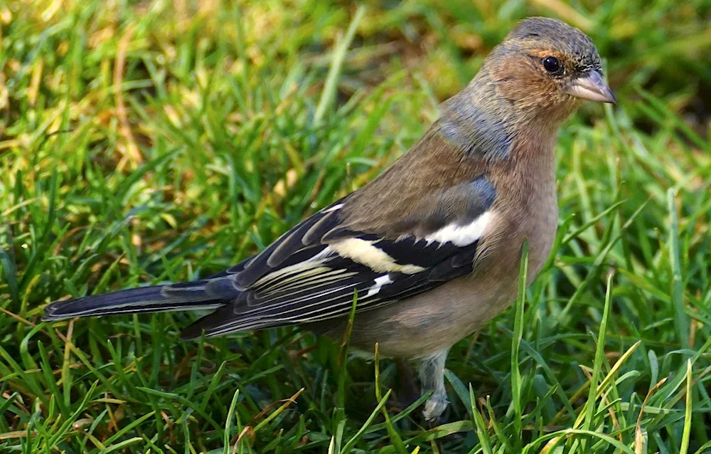 Yurok's chaffinch