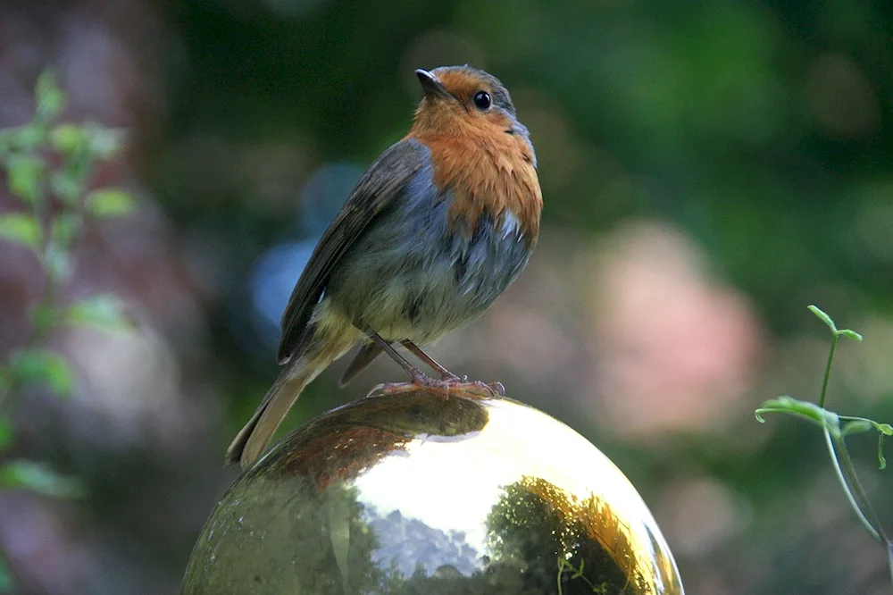 Singingbirds of Tatarstan