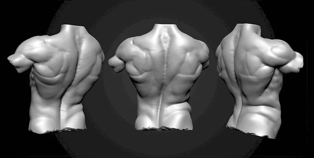 Men's torso 3d