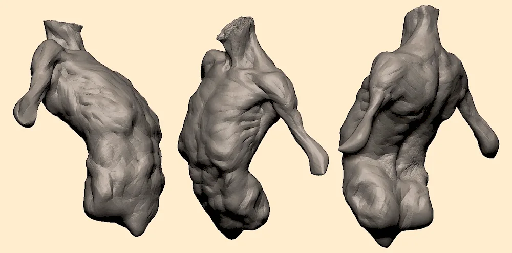 TB choi anatomy