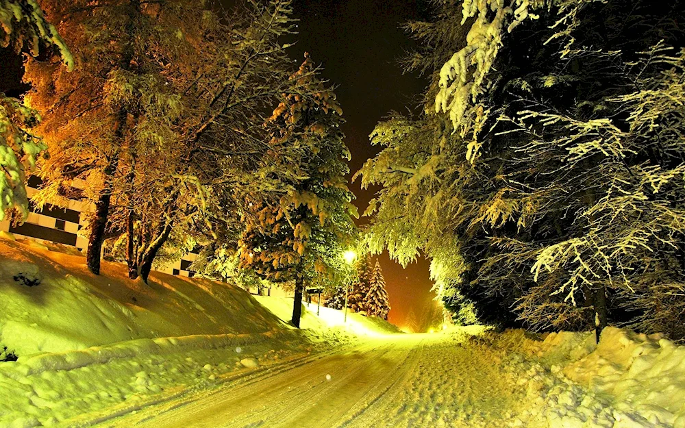 Trees in snow