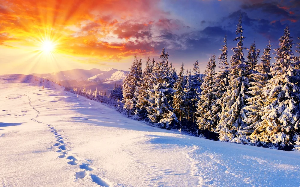 Winter forest
