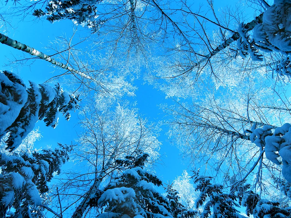 Winter forest