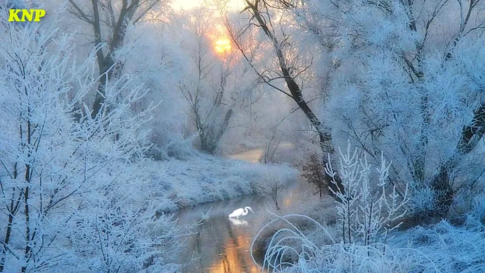 Winter landscape