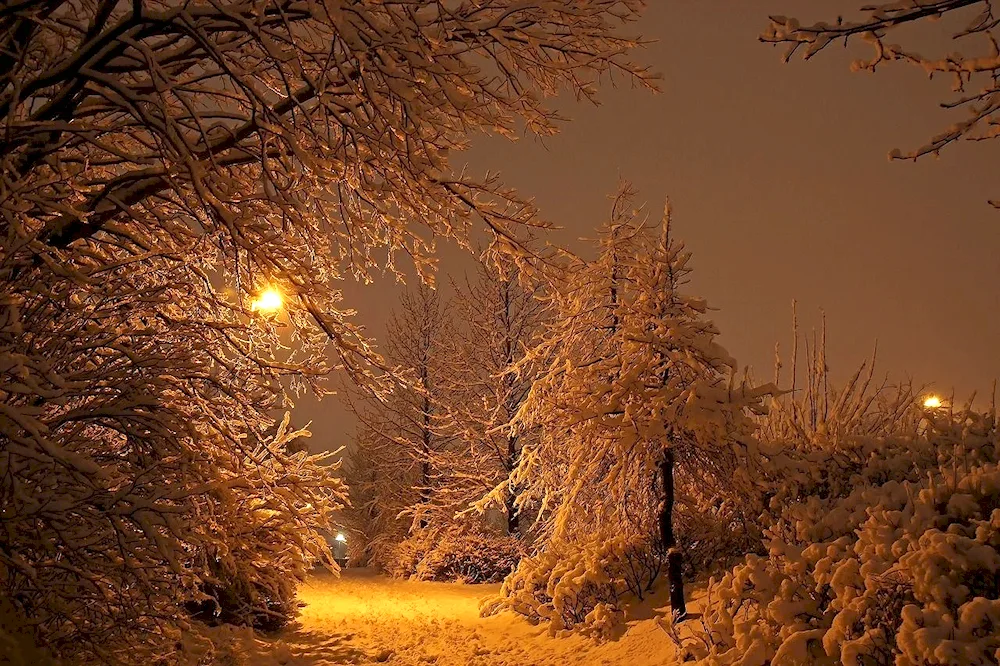 Winter night