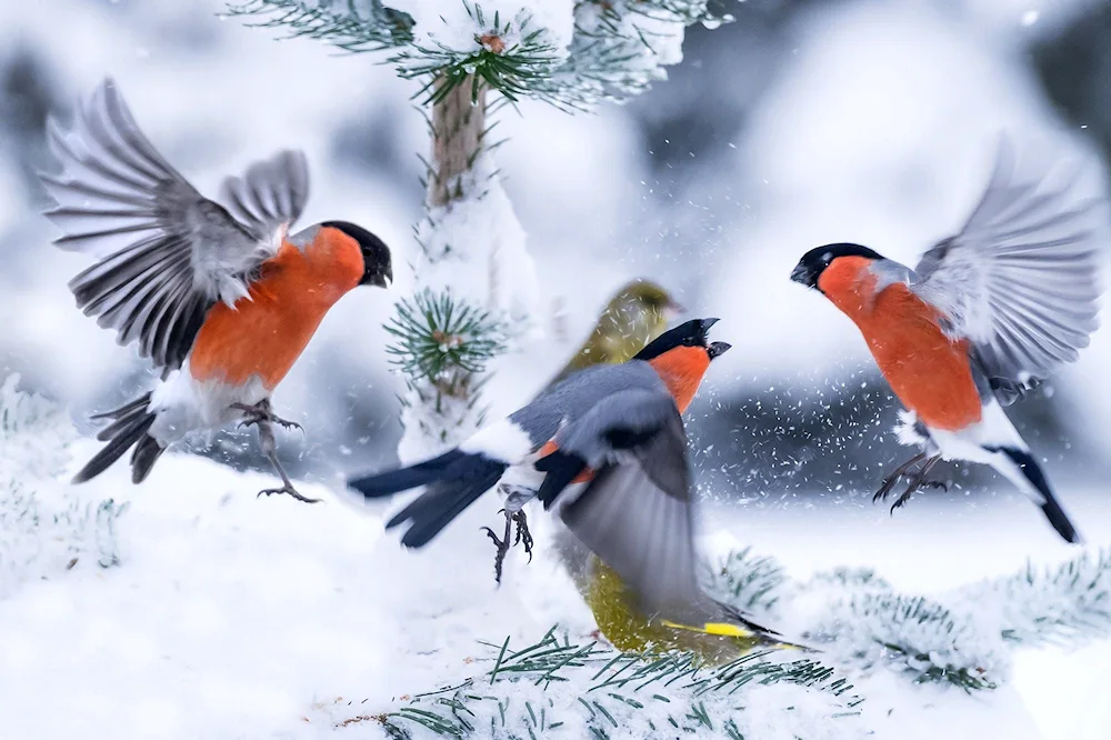 Winter Birds