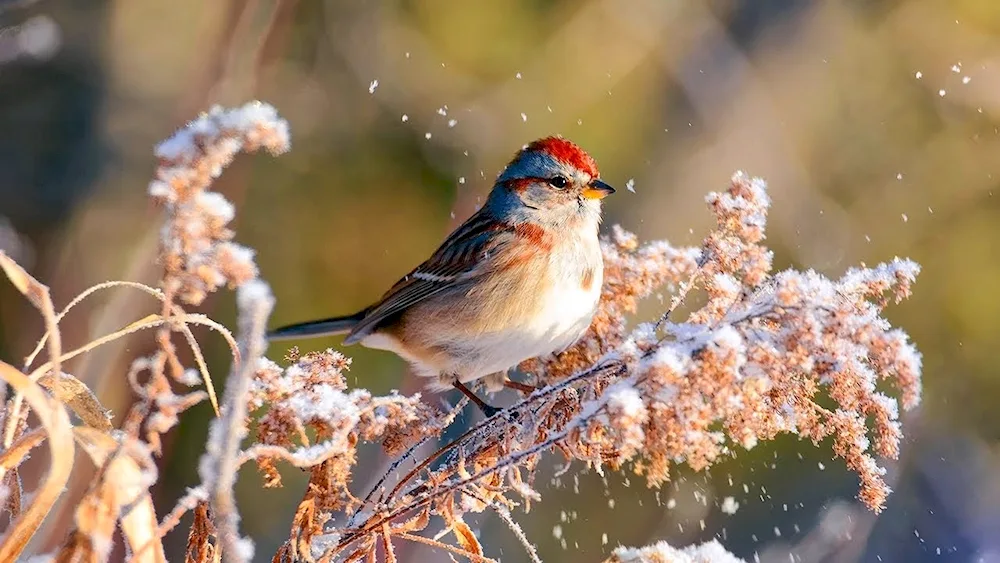 Wintering birds