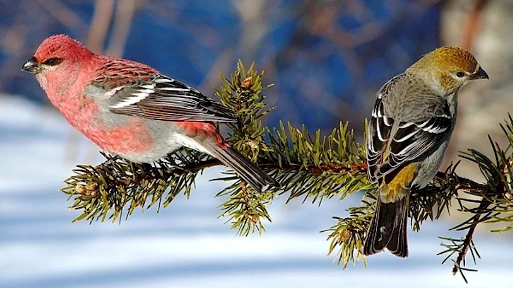 Birds of Siberia