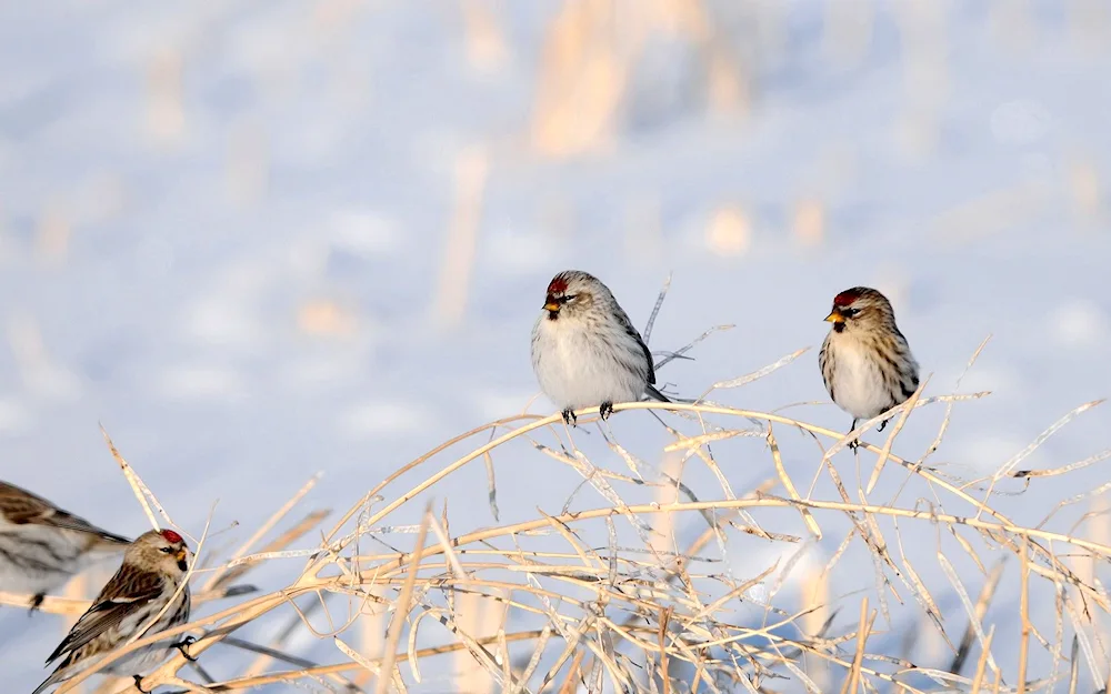 Sparrow on a Branch