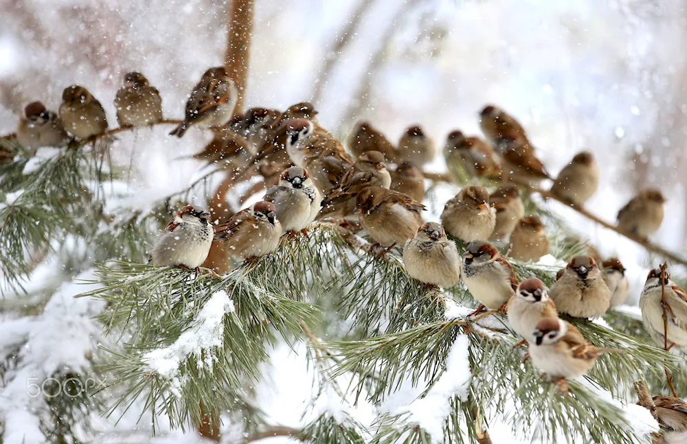 Winter birds in the city