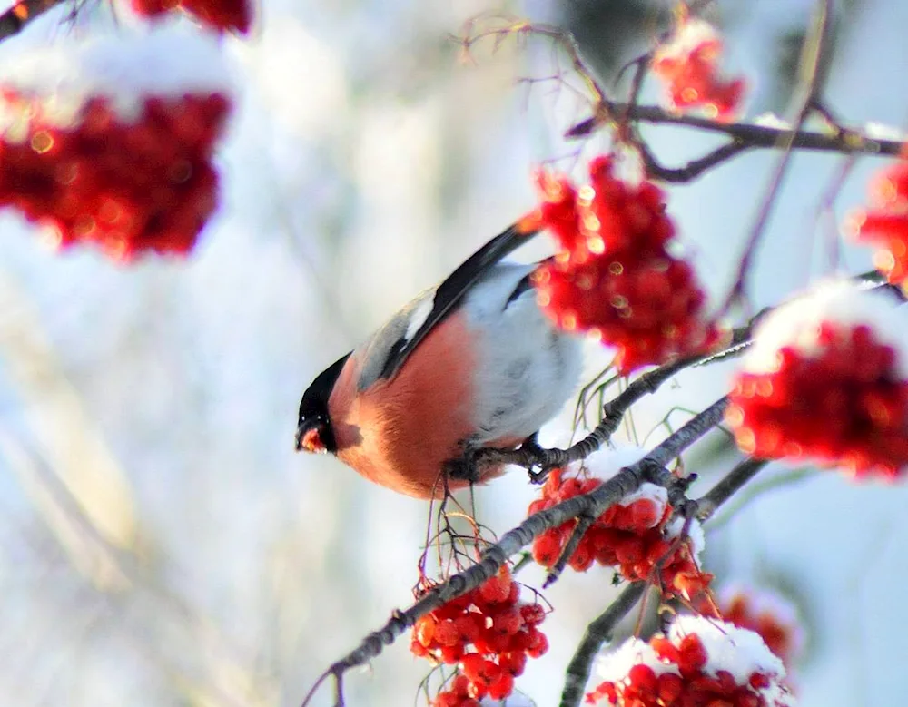 Winter Goldfinches