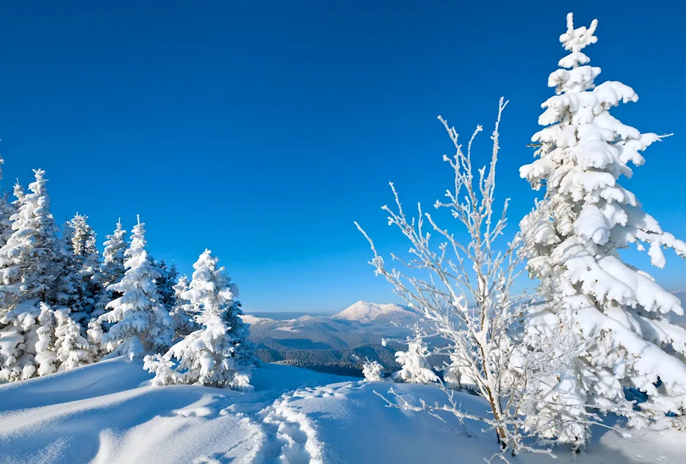 Winter cottage in winter forest