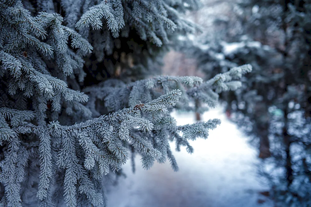 Winter mountains