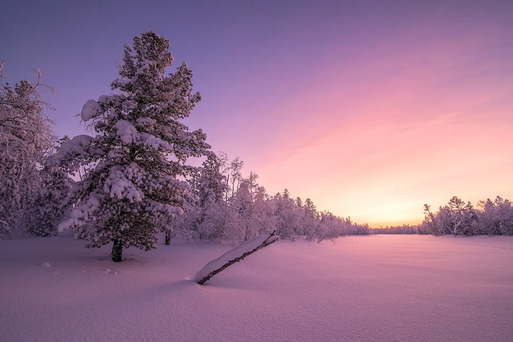 Winter forest