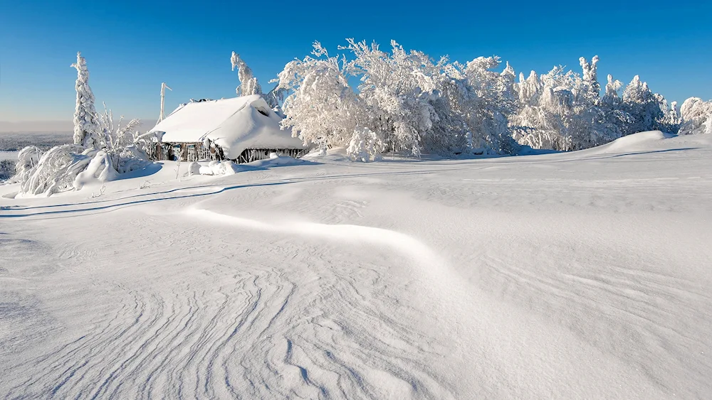 Fabulous winter forest
