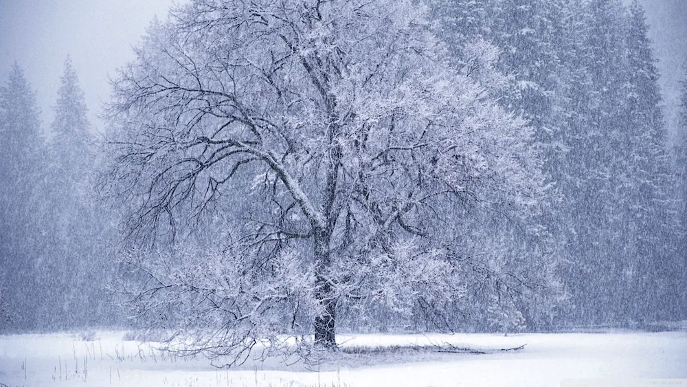 Winter snow snowfall