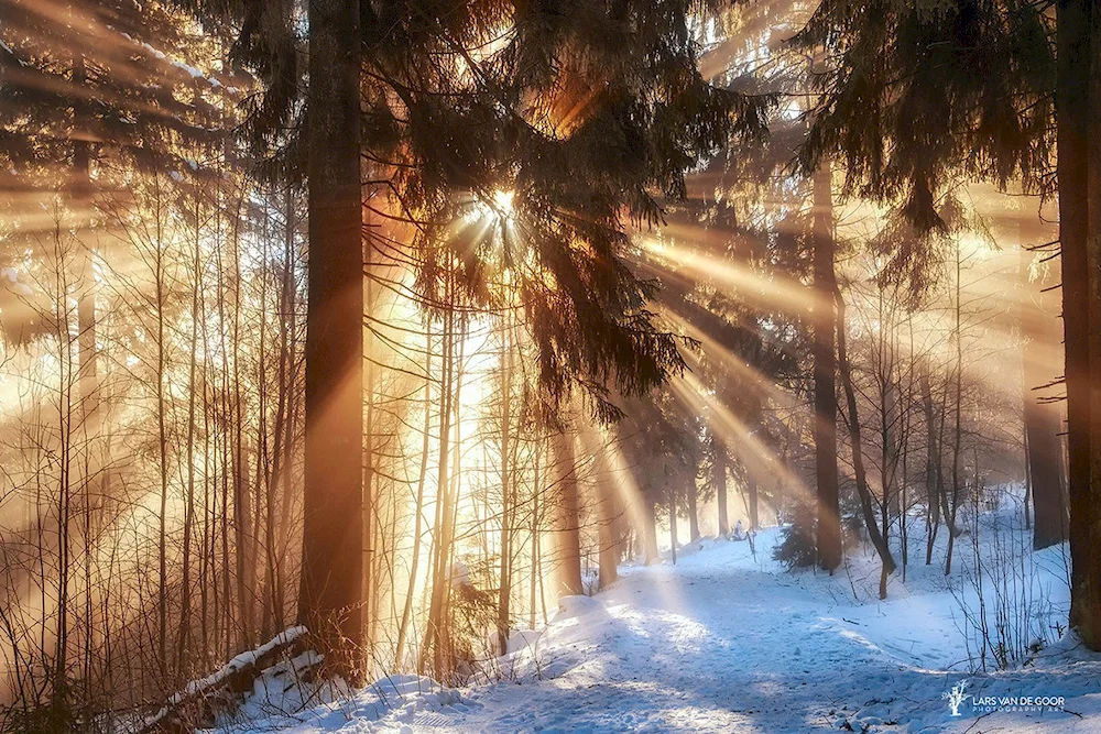 Winter sun